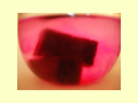 Fifty-fifty with Hendrick's Gin