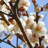 Baien, Shuzenji plum blossom viewing