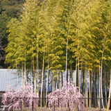 bamboo and plum blossoms at Shuzenji, Izu, Japan