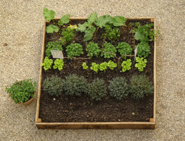 Merci herb garden