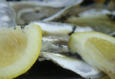 Long Island Oysters