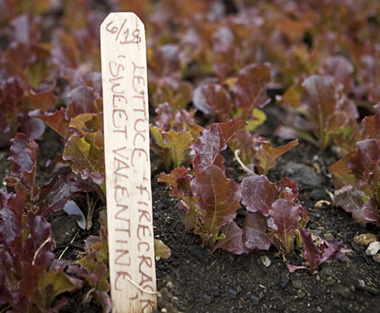 Lettuce at Blue Hill at Stone Barns