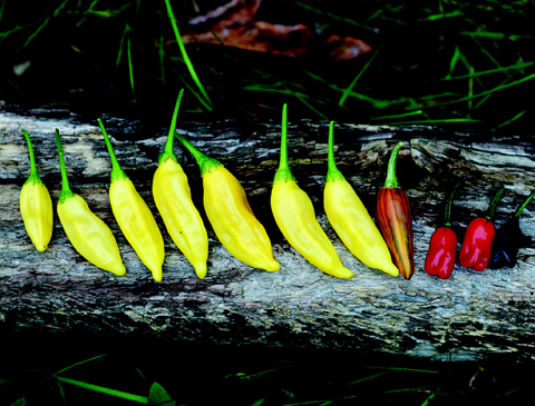 Grow Good Grub Peppers