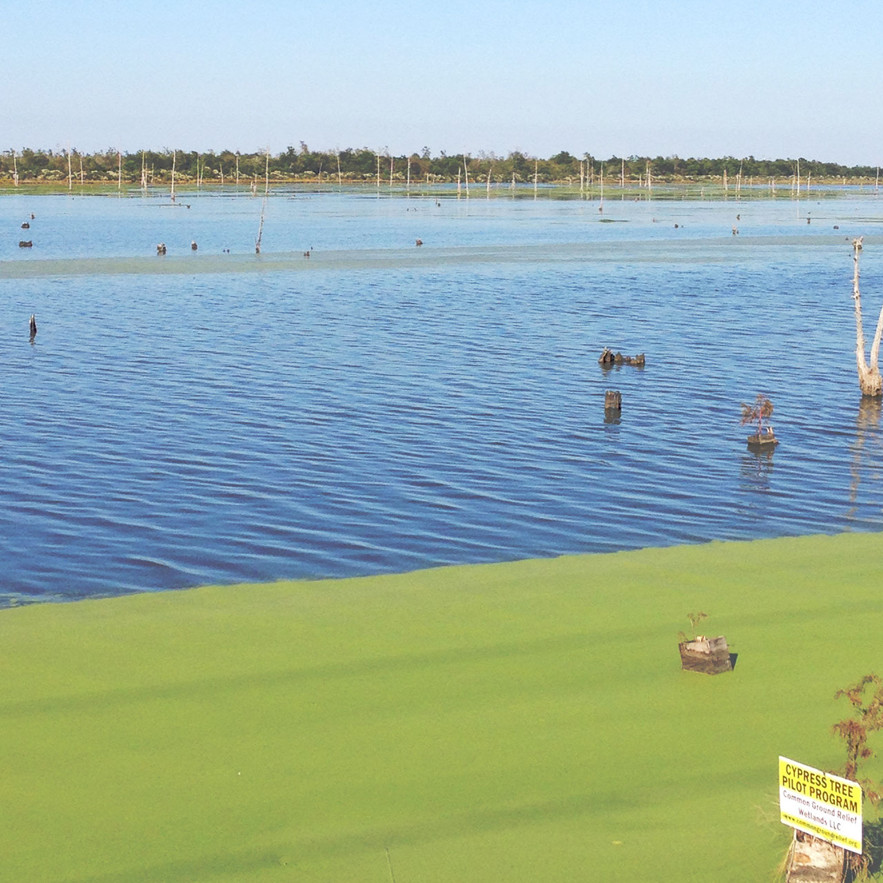 Bayou Bienvenue Wetland Platform / Celia Sin-Tien Cheng