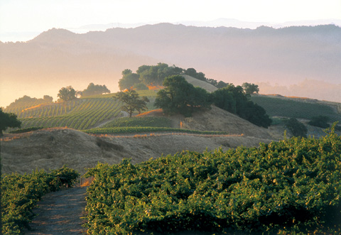 Vérité: French Roots in California Soil