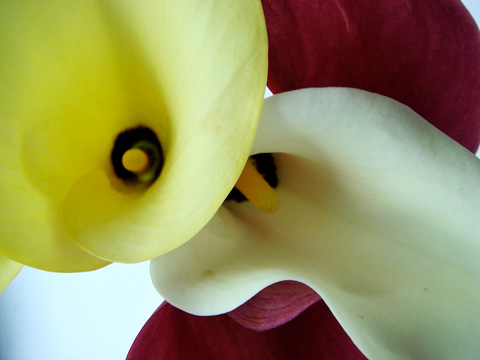 Calla Lilies