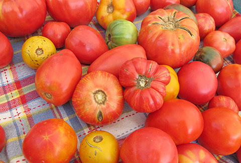 How to Choose a Good Tomato